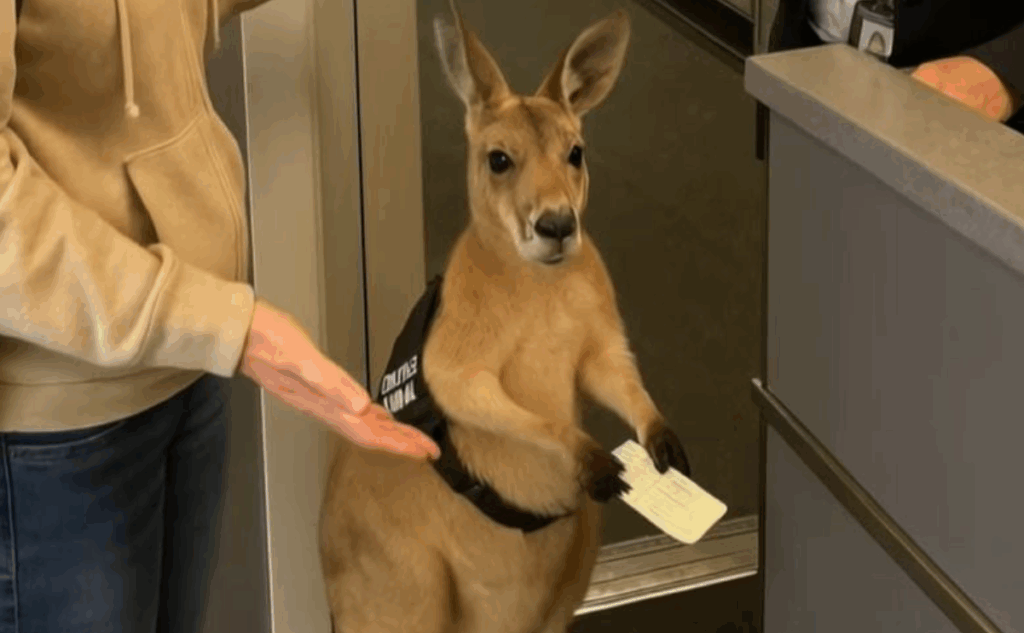 Canguru no Aeroporto IA